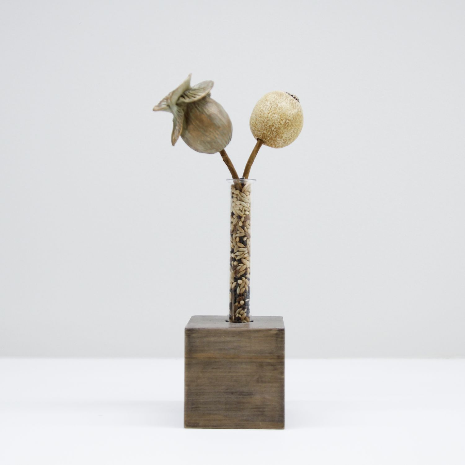 Gina Jacklin: Propagation Seed Set (With 2 seeds) Product Image 1 of 2