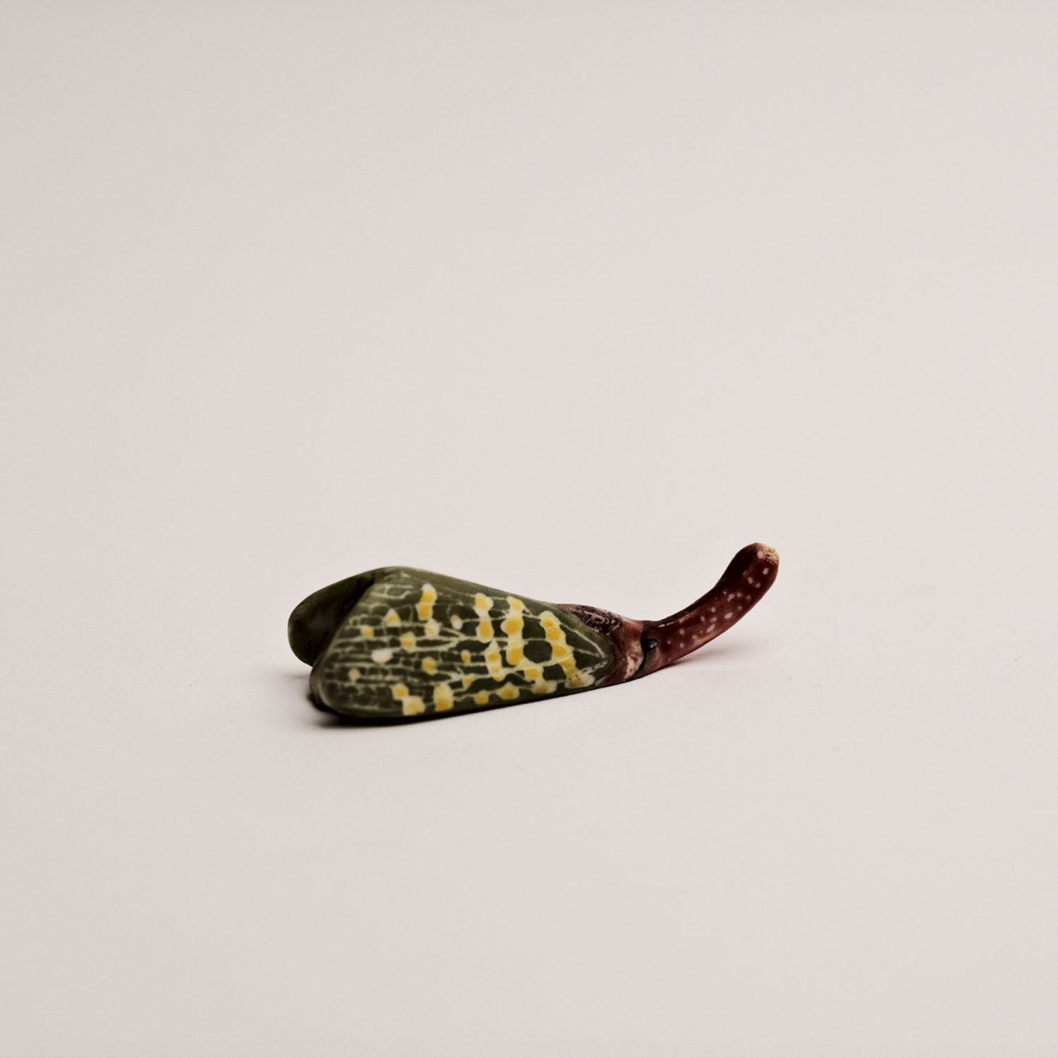 Peidi Wang: Small Lantern Bug Product Image 1 of 2