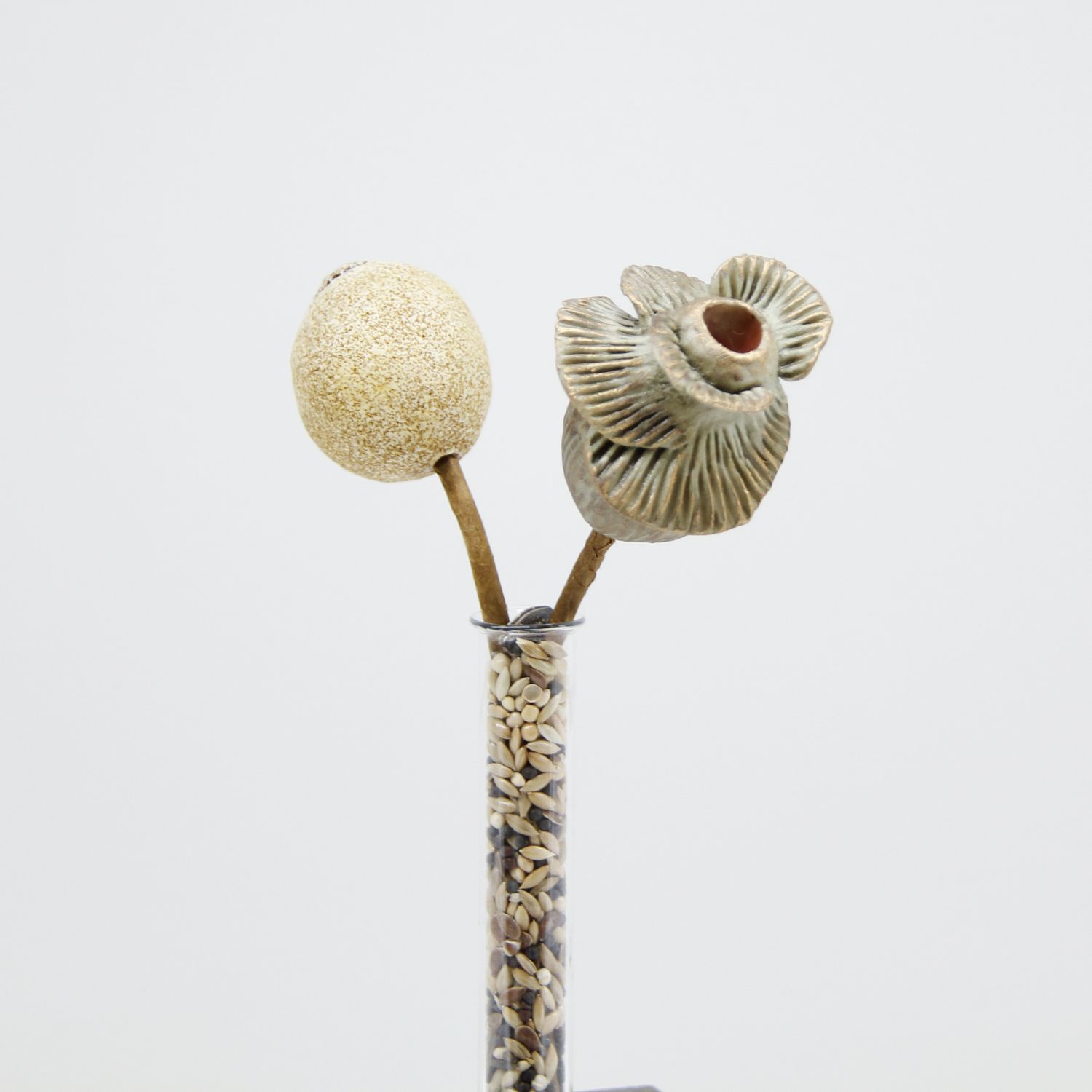 Gina Jacklin: Propagation Seed Set (With 2 seeds) Product Image 2 of 2