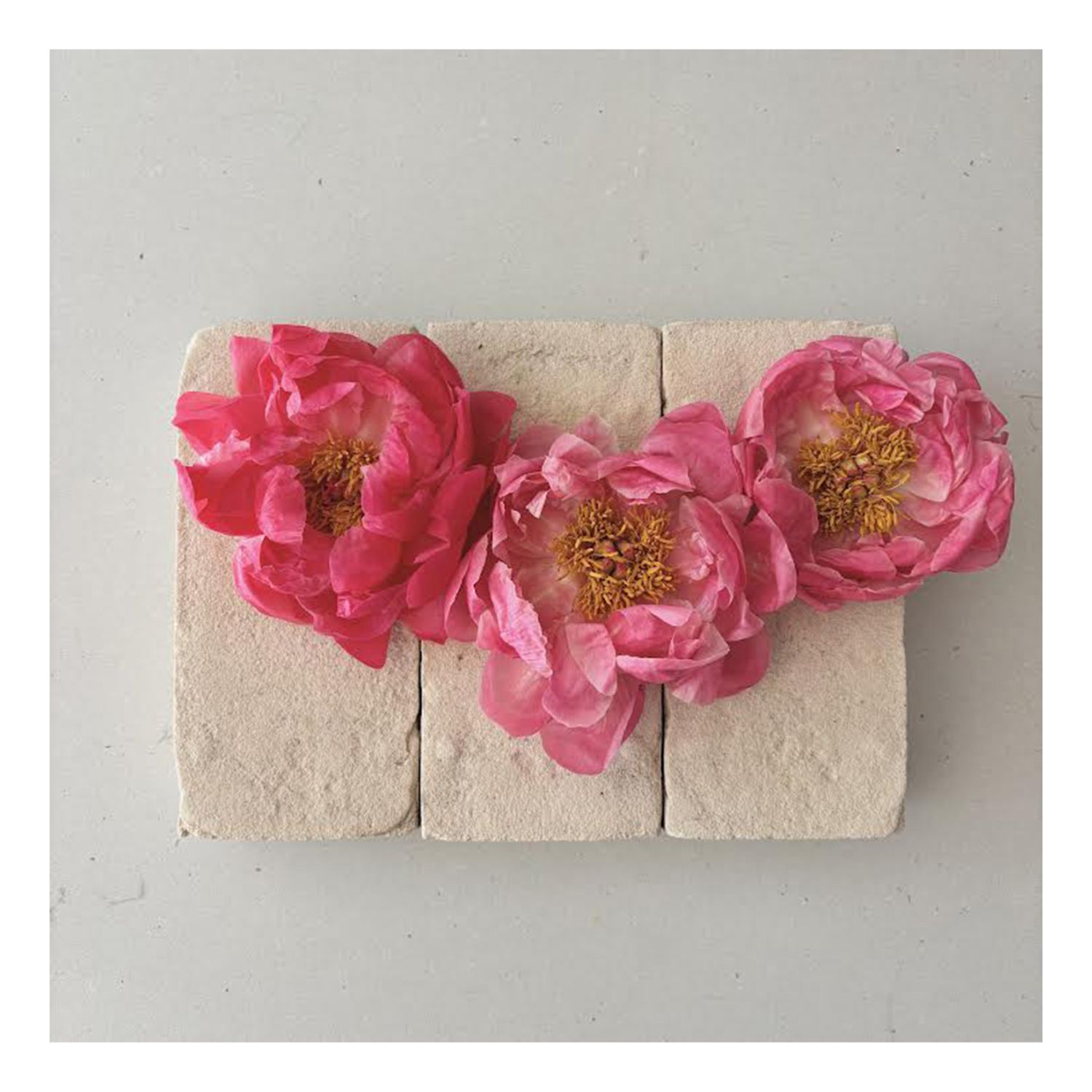 Mati Ceramics: Single Sided Card – Peony Full Flower Product Image 1 of 1
