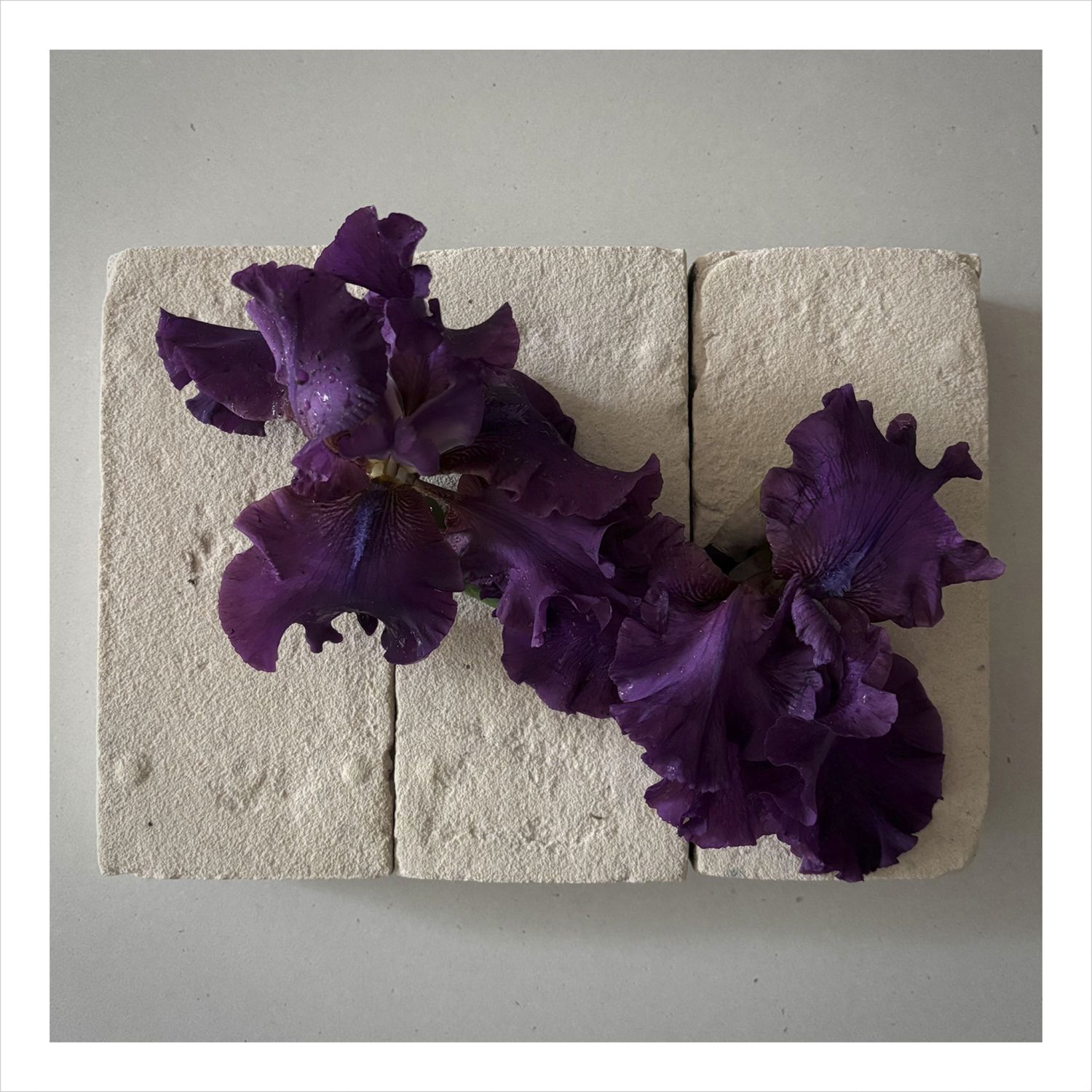 Mati Ceramics: Single Sided Card – Deep Purple Iris Flowers Product Image 1 of 1