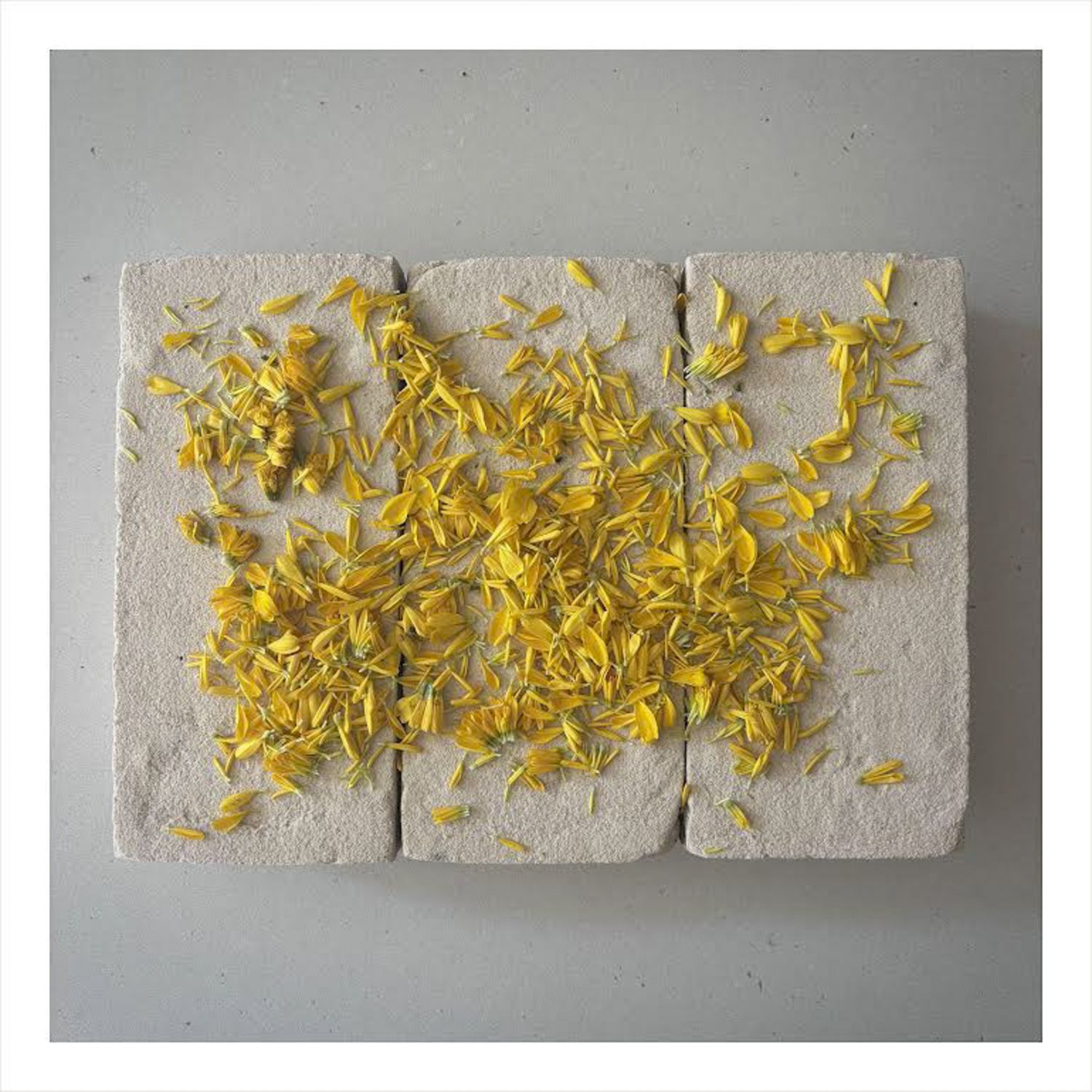 Mati Ceramics: Single Sided Card – Yellow Marigold Petals Product Image 1 of 1