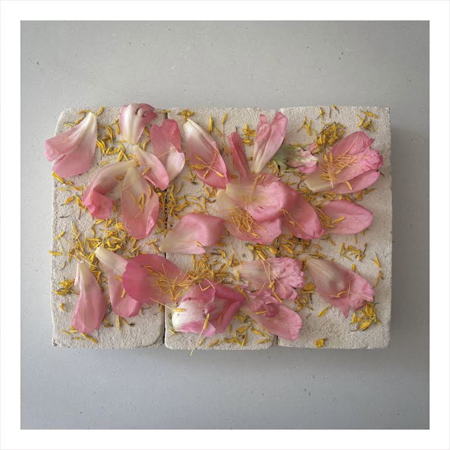 Mati Ceramics: Single Sided Card – Peony Petals Product Image 1 of 1