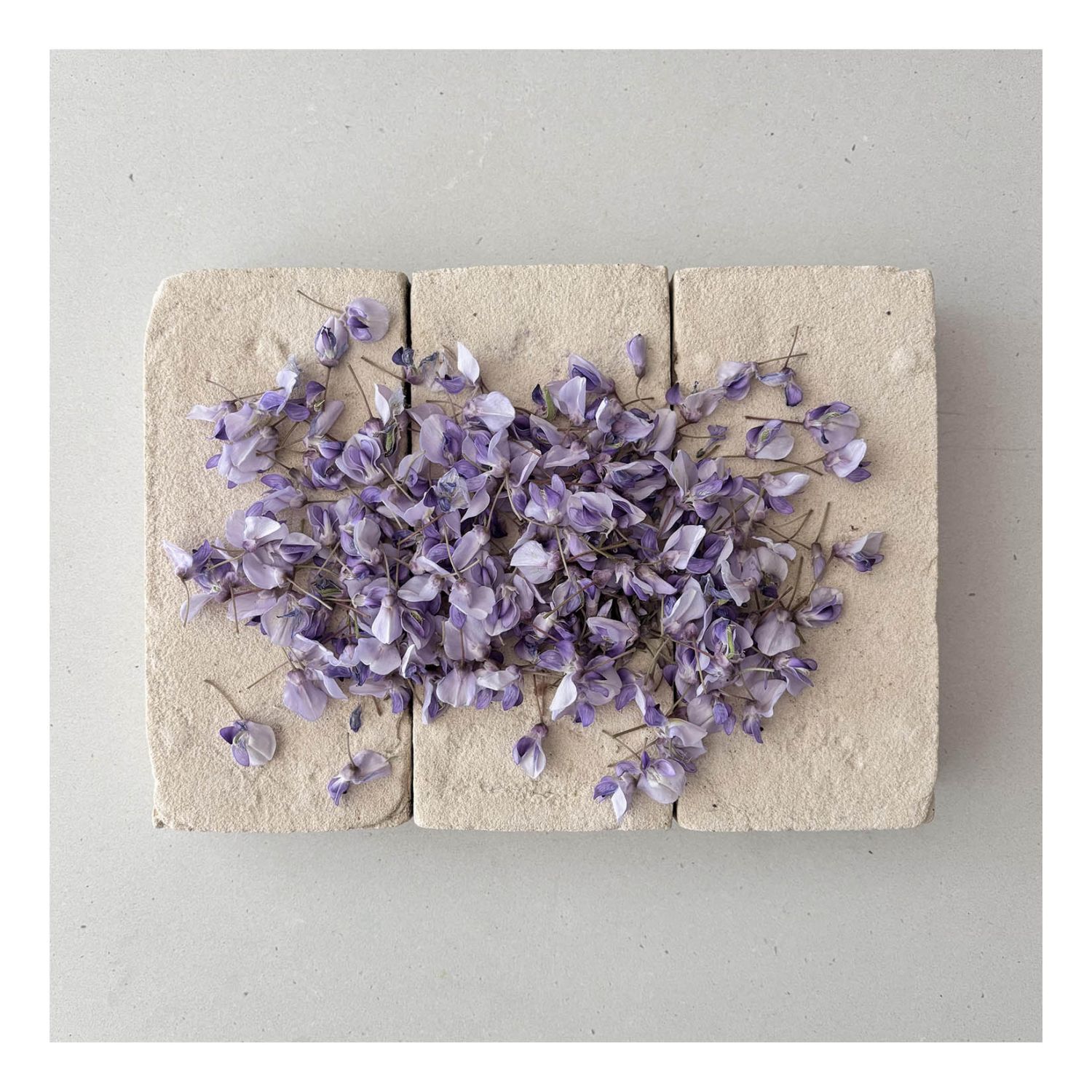 Mati Ceramics: Single Sided Card – Wisteria Petals Product Image 1 of 1
