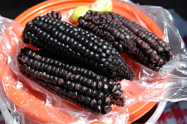 Corn used for modern day Chicha brewing